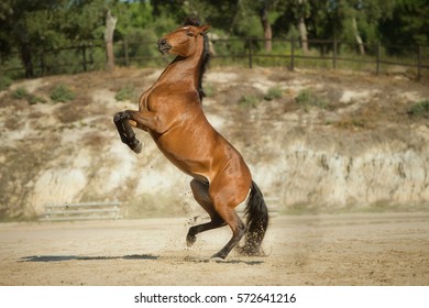 Rearing Chestnut Horse