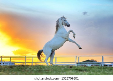 A rearing horse. - Powered by Shutterstock