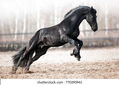 rearing horse friesian black horse runs 