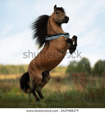 rearing horse  in summer field