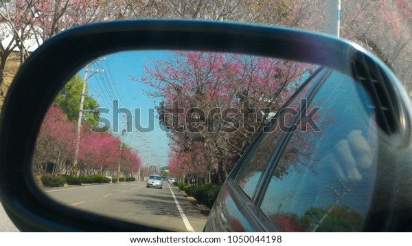 Rearview\
mirror reflects the beautiful cherry blossoms on both sides of the\
road. At Taichung city, Taiwan.In February\
2017.