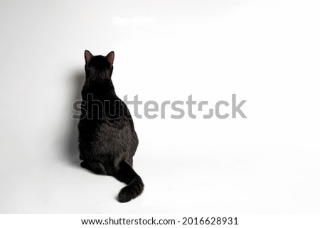 Rearview of Sitting Black cat on white background. 
