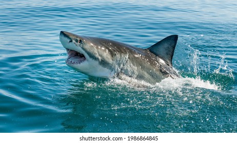 Reat White Shark, Carcharodon Carcharias