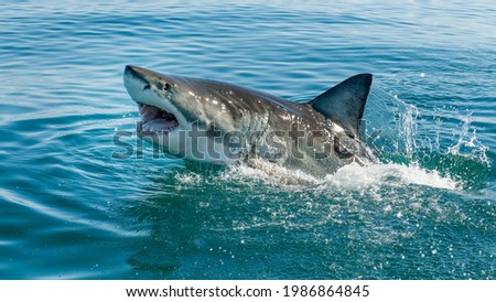reat white shark, Carcharodon carcharias