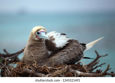 Reb Footed Booby Grey Morph At French Frigate Shoals, Hawaii.