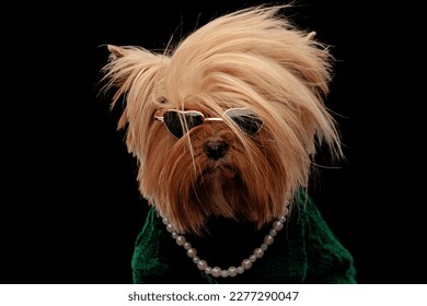 rebel yorkshire terrier dog with sunglasses posing with tongue outside, wearing pearls necklace and green sweather - Powered by Shutterstock