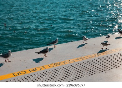 Rebellion Or Insurgency Or Riot Concept Photo. Seagulls Behind The Do Not Cross The Yellow Line Sign On The Ground. Passive Agressive Resistance Concept.