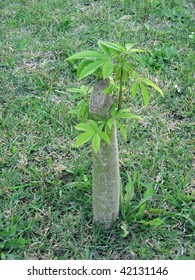 Rebirth of a felled Chorisia tree. Location: Rosario city, Argentina