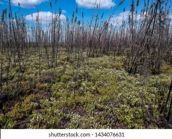 Rebirth Of Forest After Fire In Fort Mcmurray