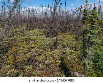 Rebirth Of Forest After Fire In Fort Mcmurray