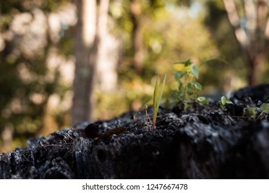 Reborn Tree On The Dead Tree