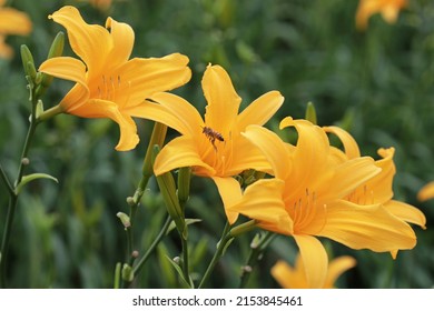 A recent photo of bees picking Orange Daylily nectar in Huatan Township