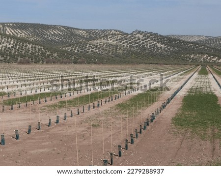 recent super-intensive olive plantation, you can see the small stakes aligned forming geometric figures and in the background an olive grove. young seedlings of olive tree