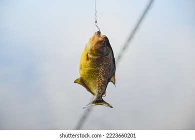 A Recently Caught Piranha In The Guaporé-Itenez River, Near The Remote Fazenda Laranjeiras Farm, Rondonia State, Brazil, On The Border With Bolivia