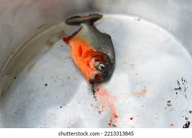 A Recently Caught Red-bellied Piranha In The Guaporé-Itenez River, Near The Small Village Of Surpresa, Rondonia State, Brazil, On The Border With Bolivia