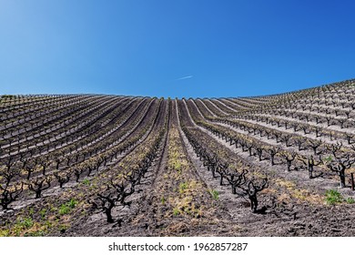 Recently Cultivated Vineyards On The Scenic Hills Of The California Central Coast Where Vineyards Grow A Variety Of Fine Grapes For Wine Production, Near Paso Robles, CA. On Scenic Highway 46.