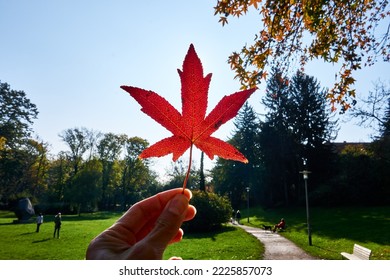  A recently fallen red maple leaf held up to the sky in a part.                            
