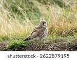 A recently fledged juvenile common kestrel (Falco tinnunculus) perched on the ground, awaiting the return of a parent bird.