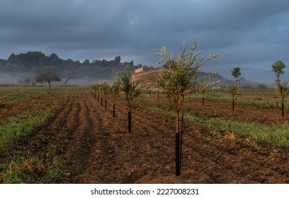 Recently planted trees lined up on the countryside on a foggy morning. Majorca, Spain. - Shutterstock ID 2227008231