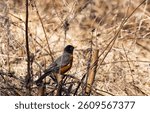 A recently returned spring robin on dried grass, branches and weeds.