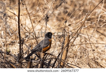A recently returned spring robin on dried grass, branches and weeds.