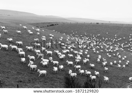 Similar – cloudy lawnmowers Sheep