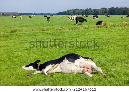 Reclining cow, lying stretched out, happy side, sleeping showing belly and udder in a green field in the Netherlands