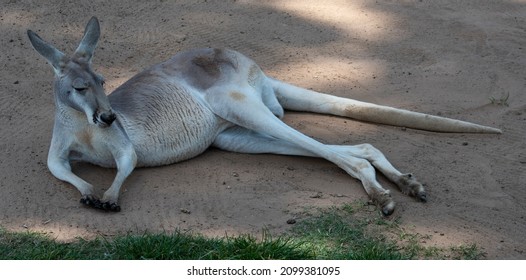 A reclining kangaroo taking it easy.