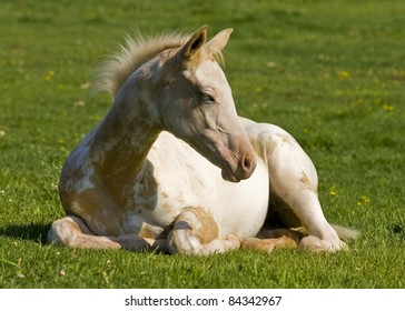 Reclining palomino pinto paint filly on green grass