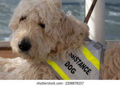 Reclining Service Dog With A Cover That Reads 