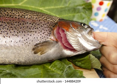 recognize fresh trout to the gills, close up, cut a raw rainbow trout, blurred background