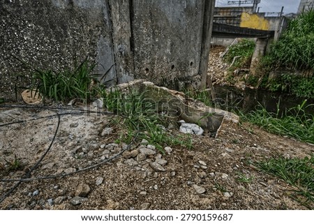 Record of improper disposal of solid waste and water pollution in an urban drainage channel with vegetation