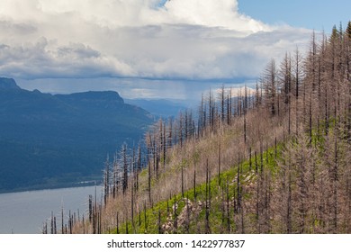 Recovering Forests After Wildfire In Columbia River Gorge, Oregon