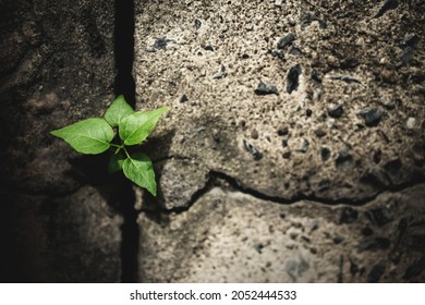 Recovery And Challenge In Life Or Business Concept.Economic Crisis Symbol Or Ecology System.New Sprout Green Plant Growth In Cracked Concrete