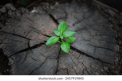 Recovery,  requires resilience, adaptability, and patience. It's about learning from setbacks, embracing change, and taking consistent steps forward. Young plants try to regenerate on dead stump - Powered by Shutterstock