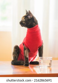 Recovery Suit For Cats After Surgery. Pet Clothing For Wound Protection To Help The Kitten Heal After Neutering, Spaying Or Castration. Young Female Calico Cat With Pet Recovery Suit.