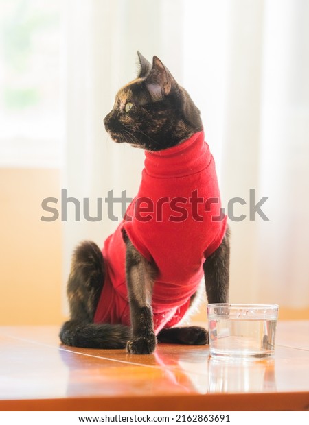 Recovery suit\
for cats after surgery. Pet clothing for wound protection to help\
the kitten heal after neutering, spaying or castration. Young\
female calico cat with pet recovery\
suit.