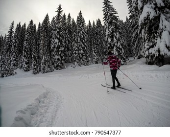 Recreation At Pokljuka. Some Cross Country Skiing Under Huge Spurces And Lot Of Snow.