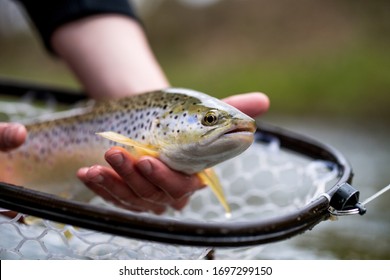 Recreational Fly Fishing for trout outdoors with fly tying nymphs using Czech nymphing technique in Switzerland.