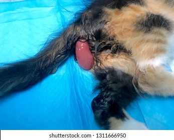 Rectal Prolapse In A Cat Under General Anaesthesia