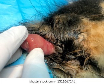 Rectal Prolapse In A Cat Under General Anaesthesia