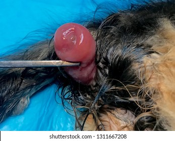 Rectal Prolapse In A Cat Under General Anaesthesia