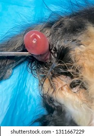 Rectal Prolapse In A Cat Under General Anaesthesia