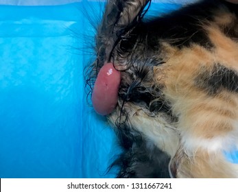 Rectal Prolapse In A Cat Under General Anaesthesia