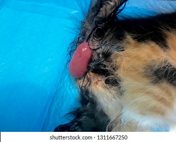 Rectal Prolapse In A Cat Under General Anaesthesia