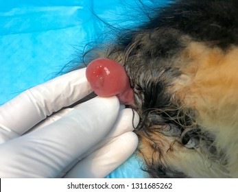 Rectal Prolapse In A Cat Under General Anaesthesia