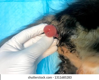 Rectal Prolapse In A Cat Under General Anaesthesia