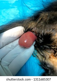 Rectal Prolapse In A Cat Under General Anaesthesia