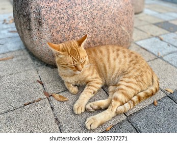 Rectangle Color Block Background Yellow Cat Is Snoozing