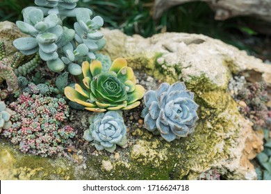 Rectangular arrangement of succulents; cactus succulents in a planter